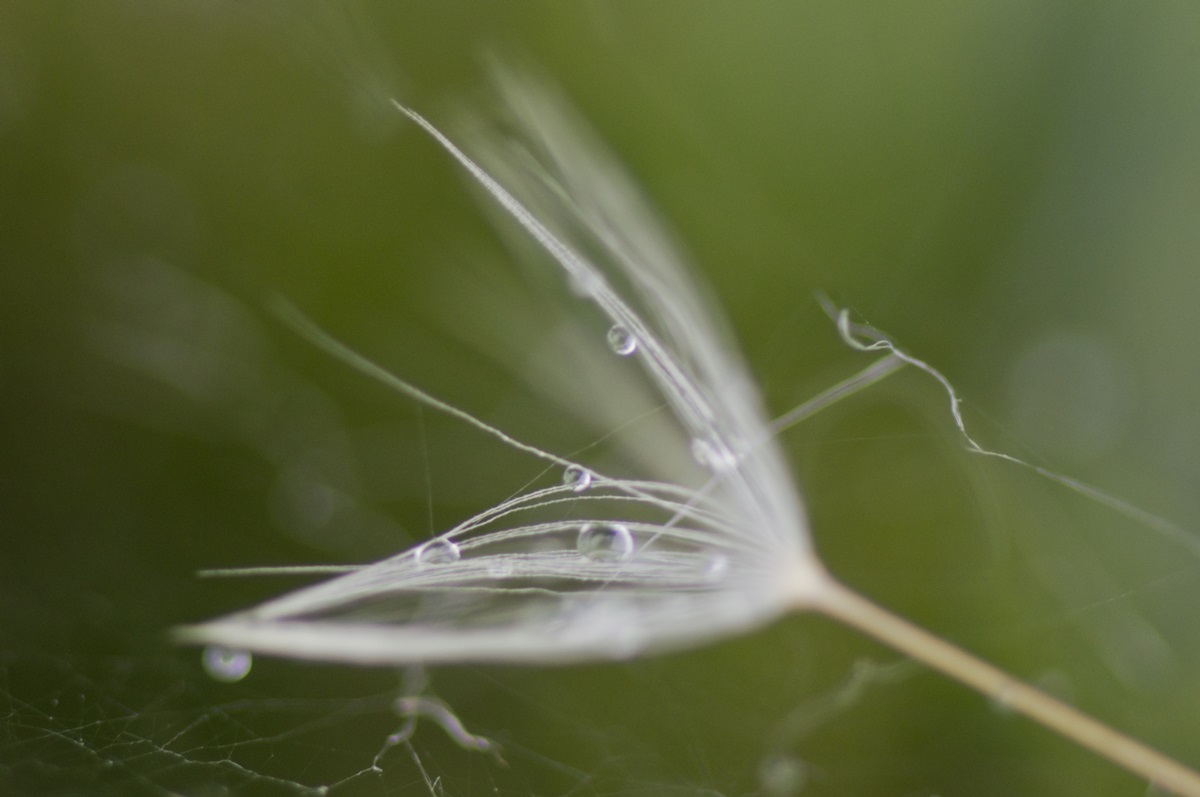 Dente di leone nel web