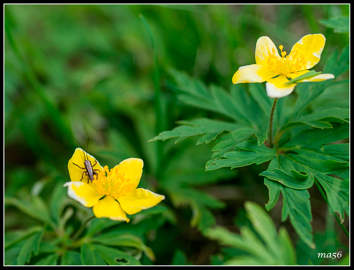 yellow anemone