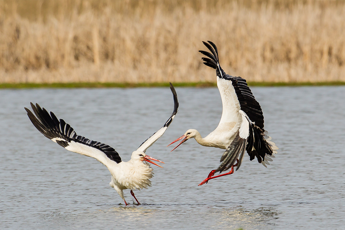 Storks