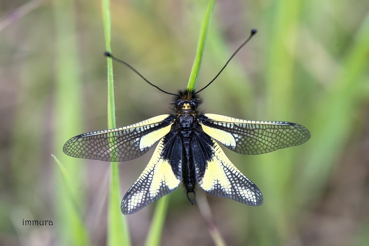 Libelloides coccajus