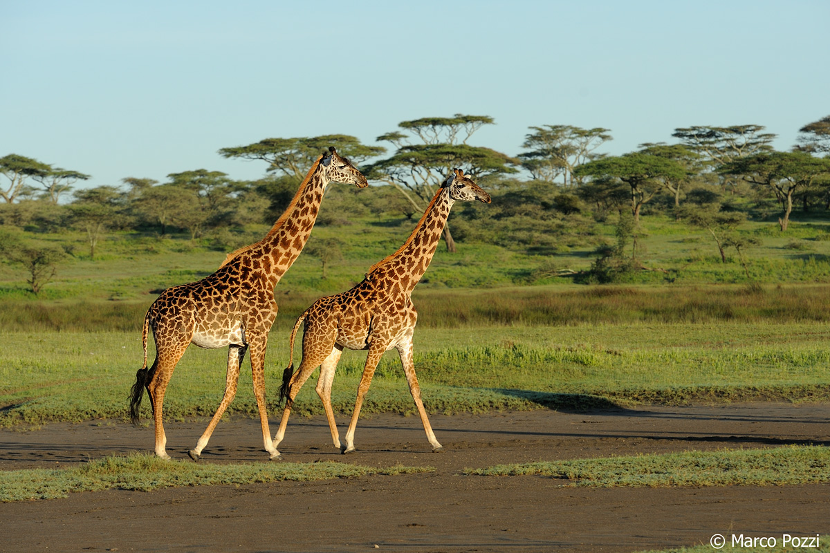giraffes