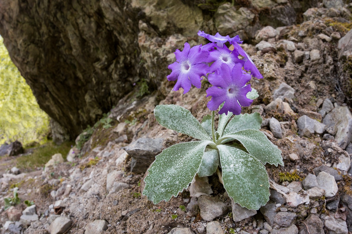 Primula del Monte Alben (Primula albenensis)