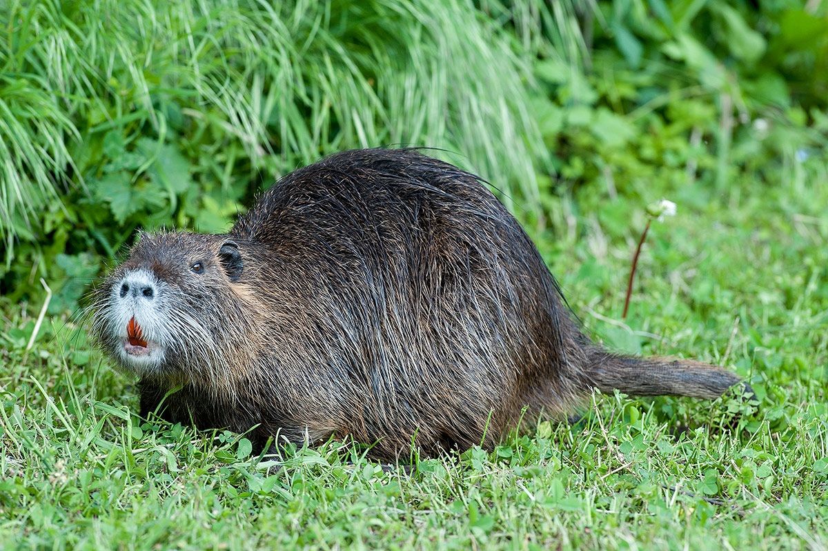 nutria