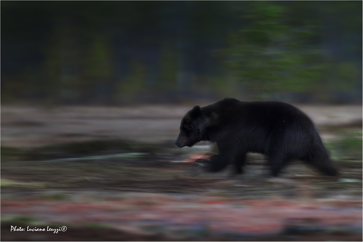 Travel in the tundra