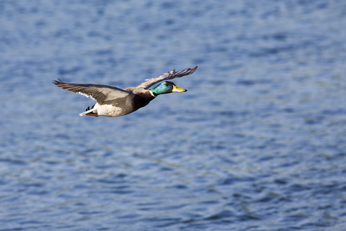 Mallard
