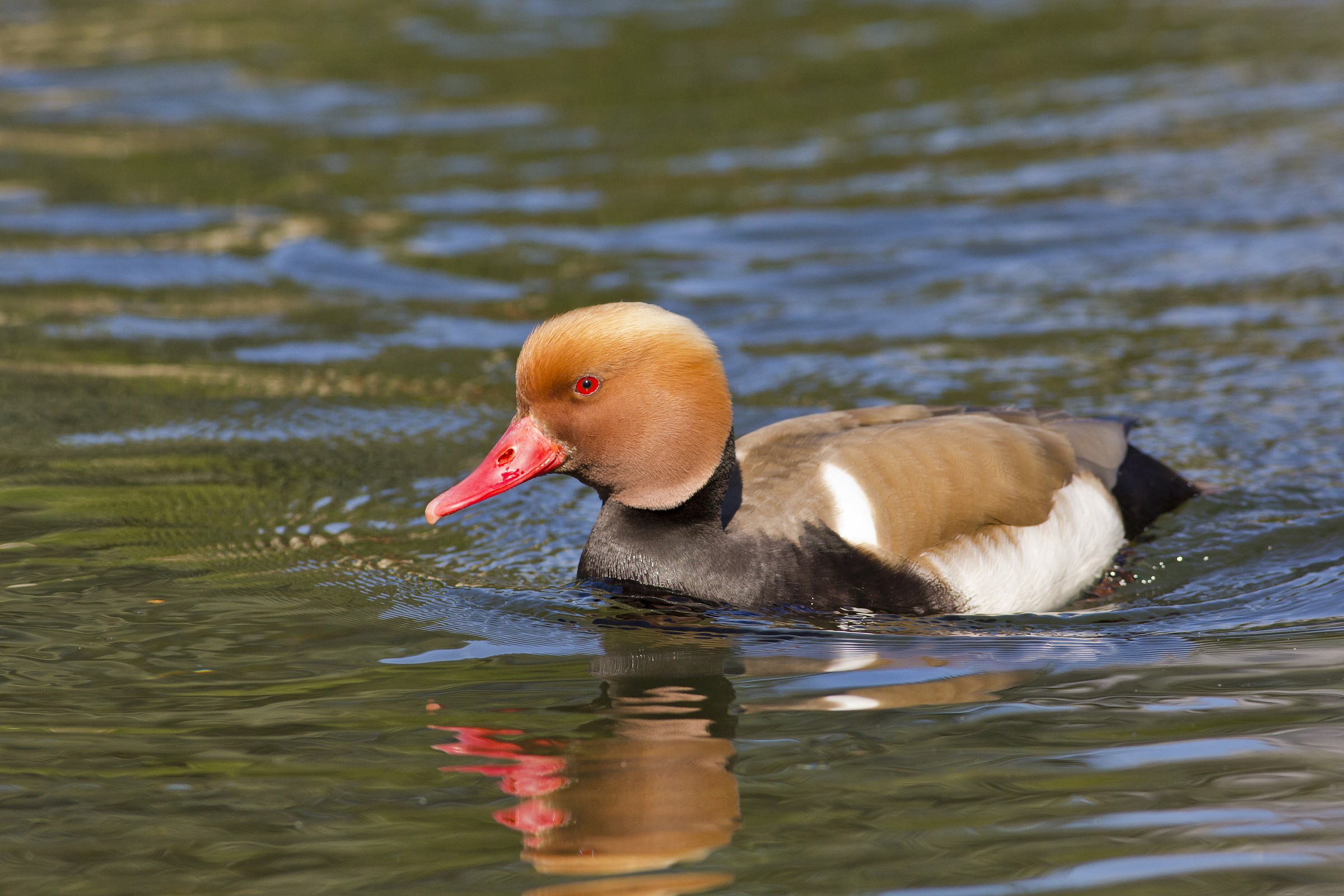 Pochard turkish