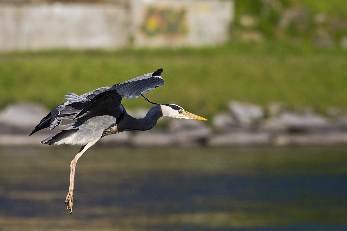 Grey heron