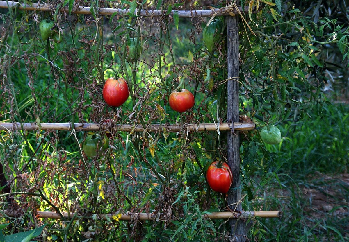 tre pomidori