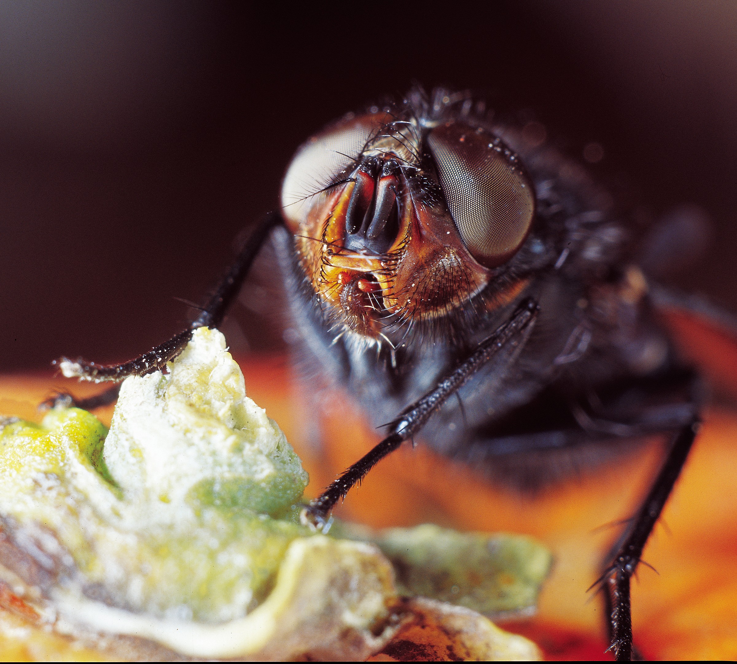 Foto pellicola dia 1985