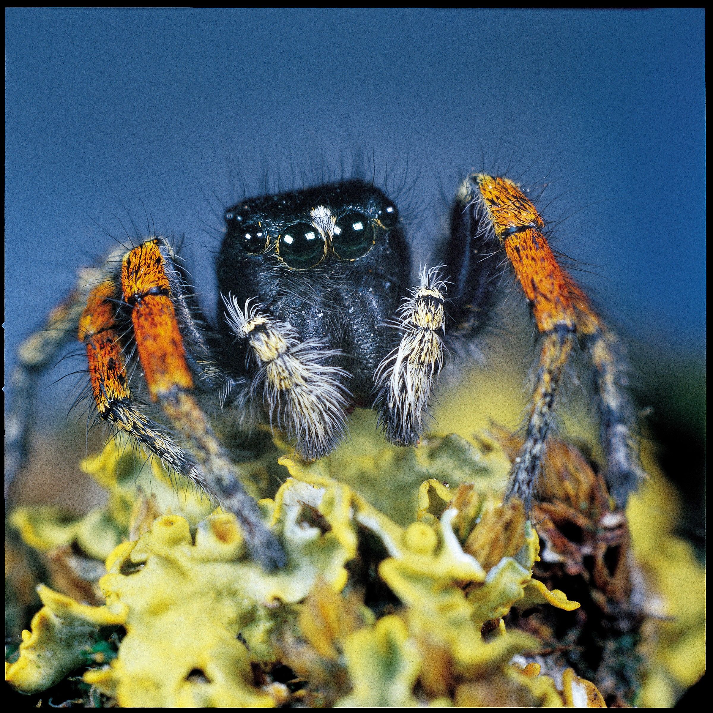 Foto pellicola dia 1985