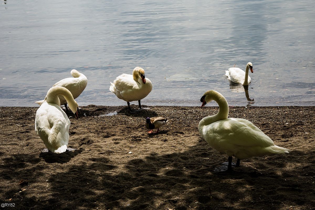 Foreigners are not allowed!