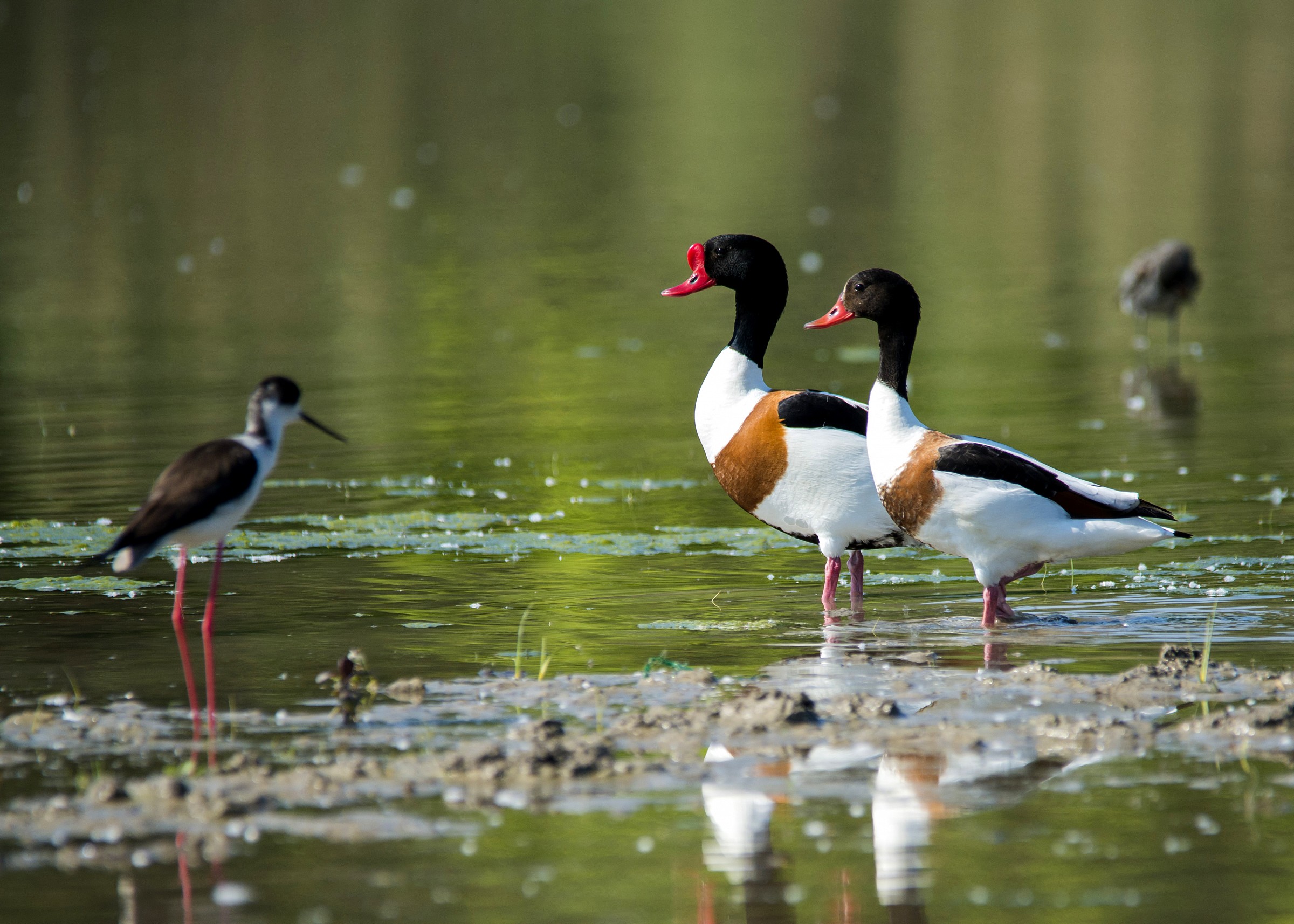 Shelduck