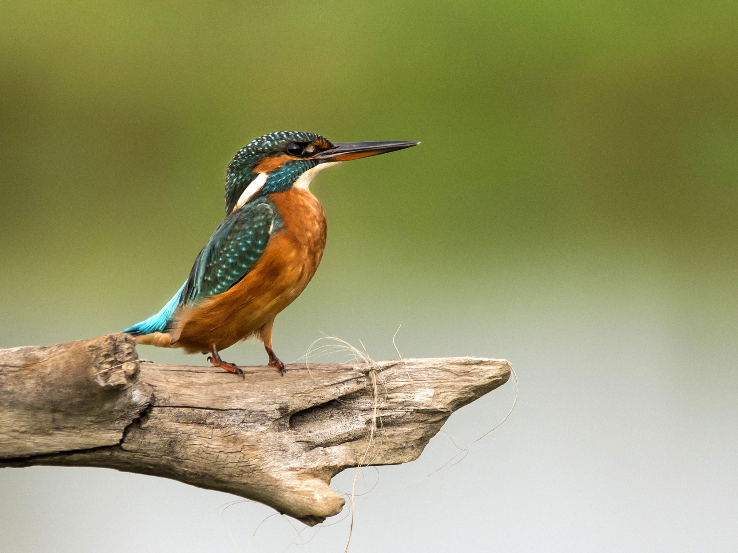 Kingfisher