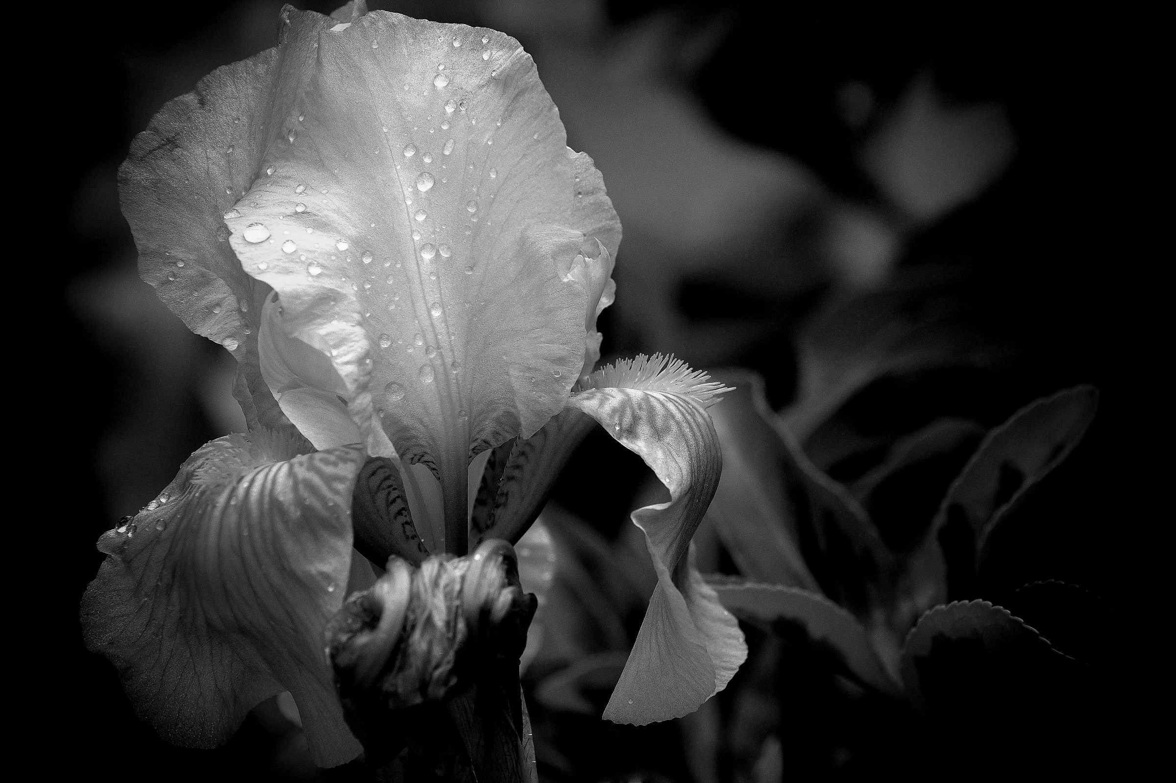 decadence and decline .....................