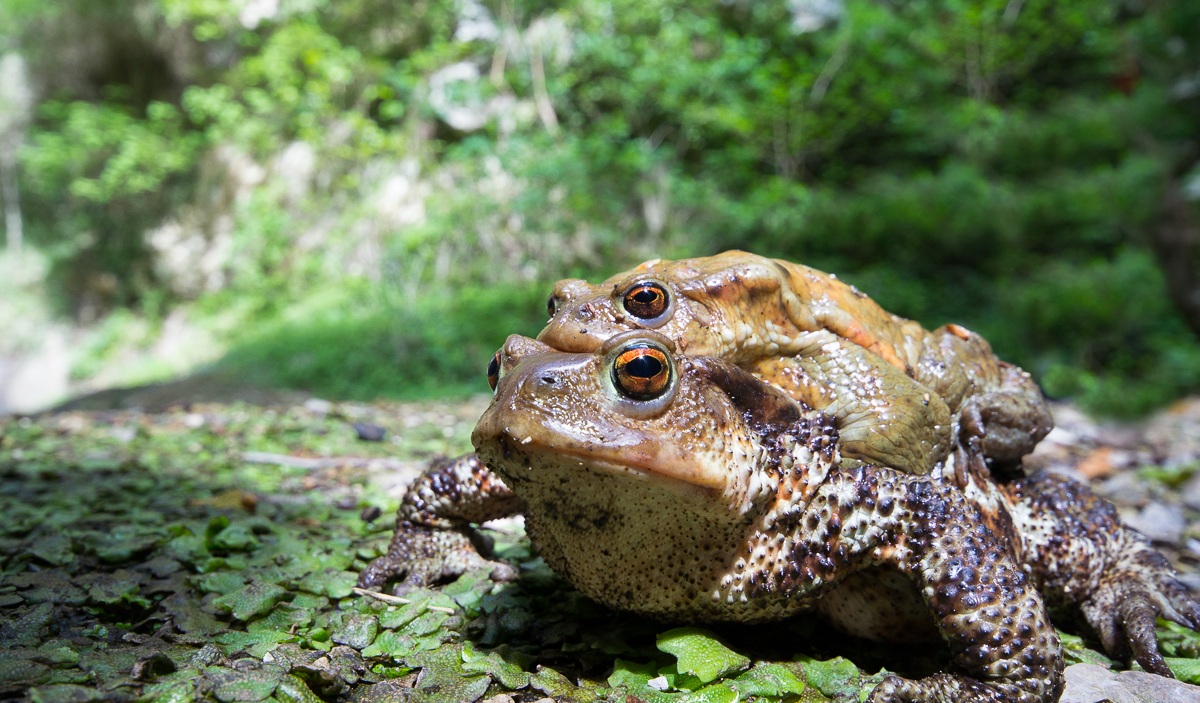 Bufo bufo in love
