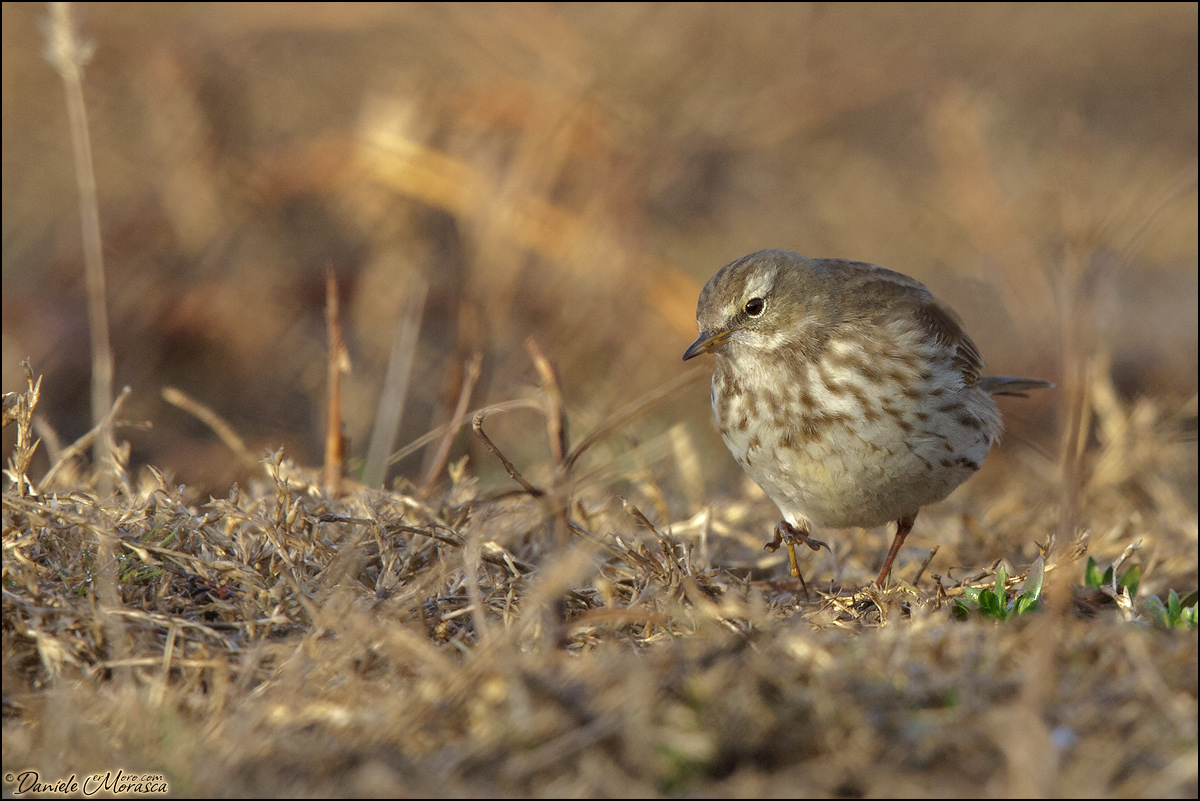 Spioncello (Anthus spinoletta)
