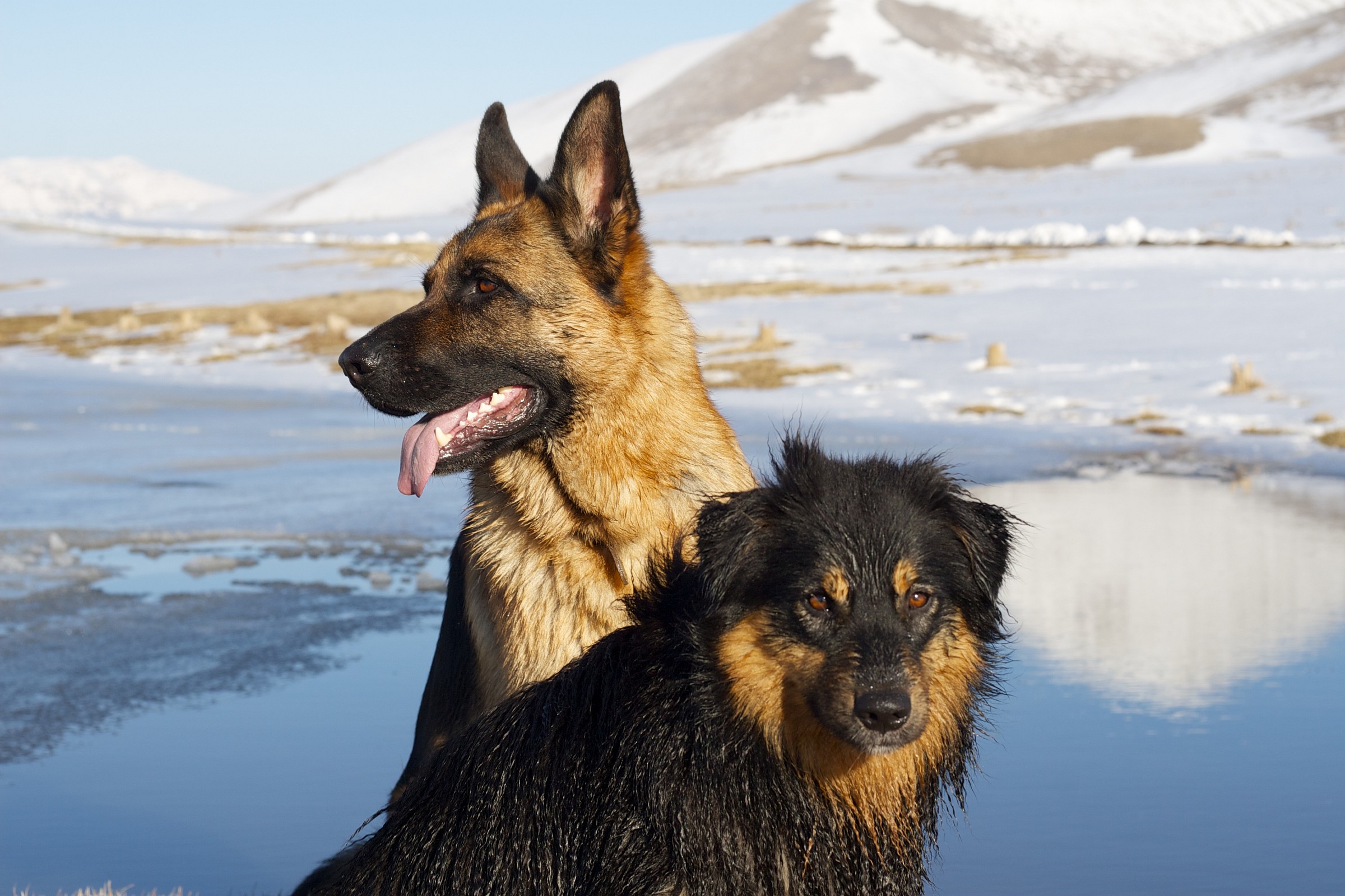 Brothers in business