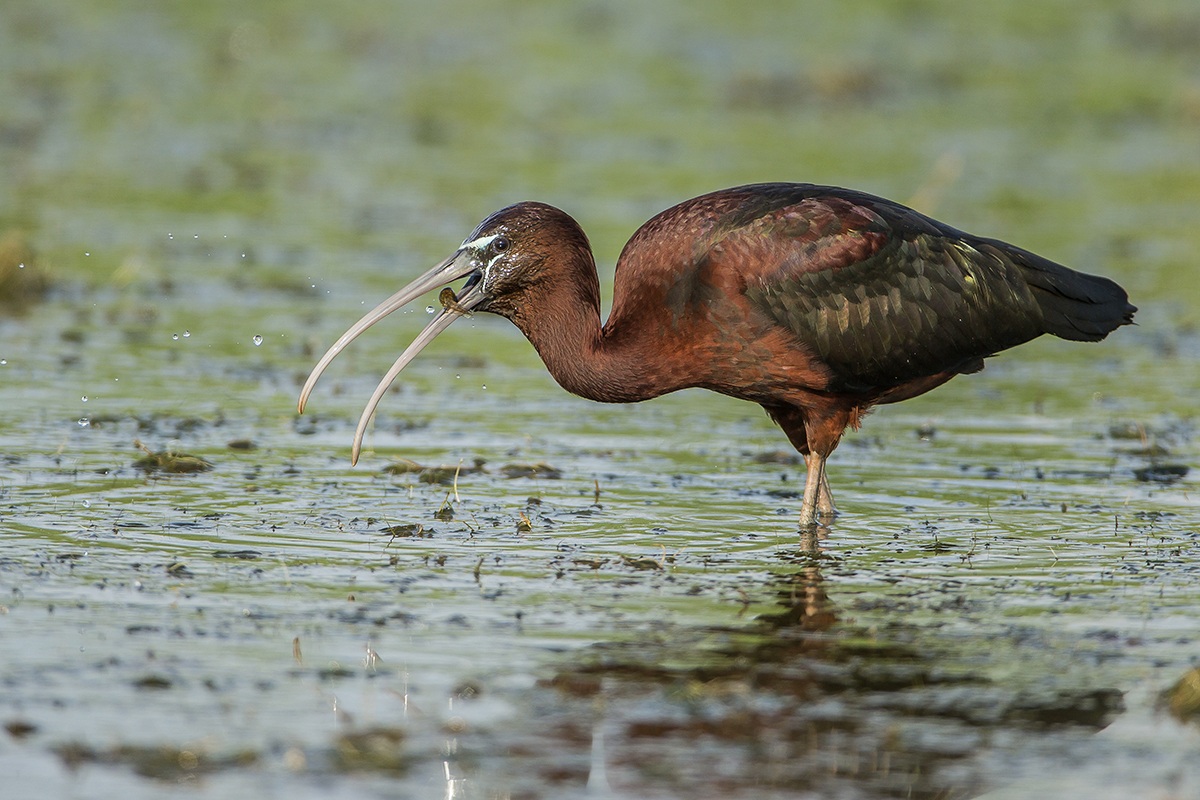 Glossy Ibis in fishing