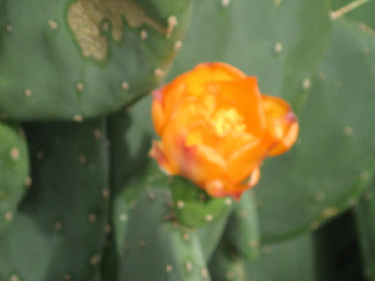 flower of cactus