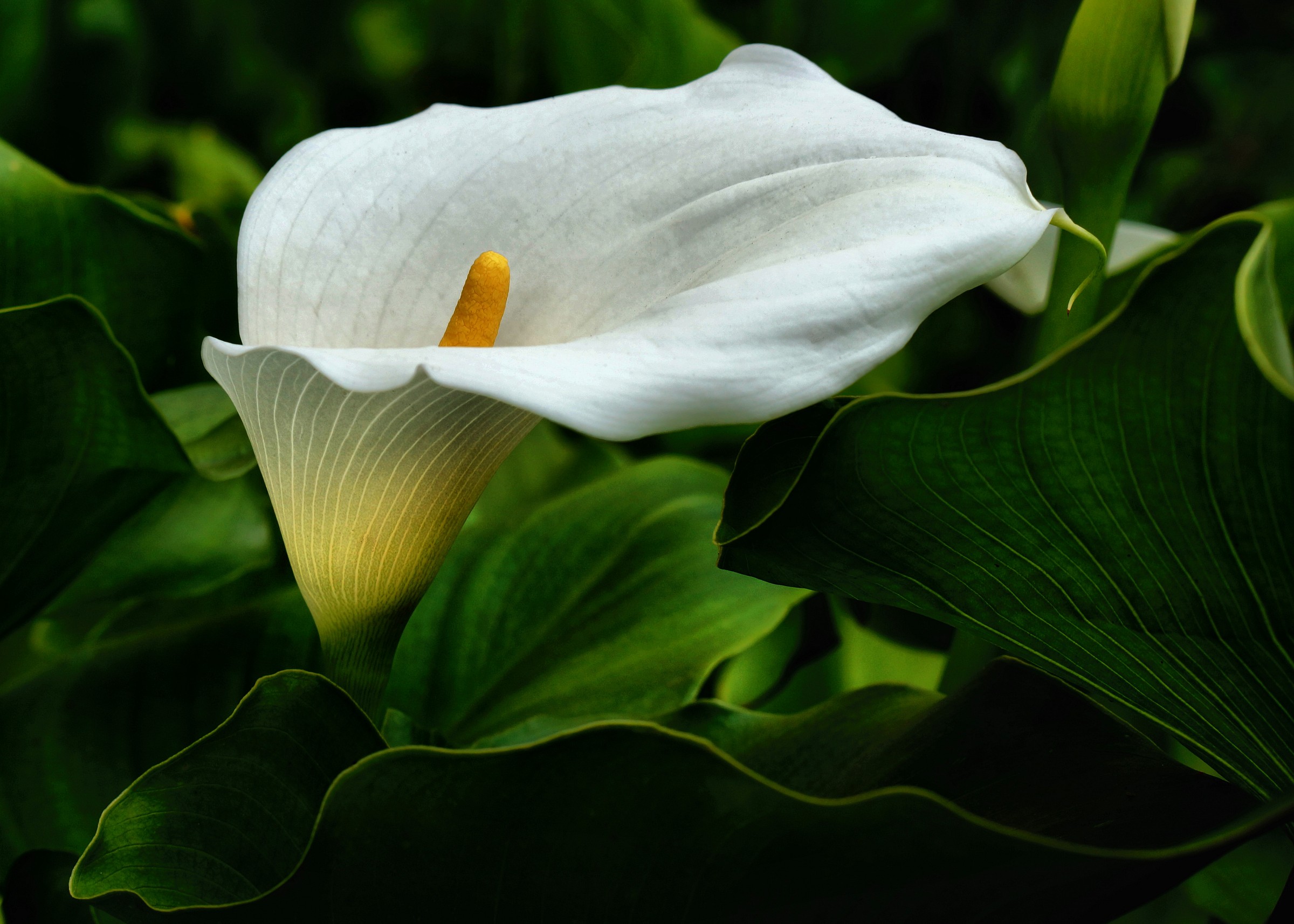Sofisticata calla