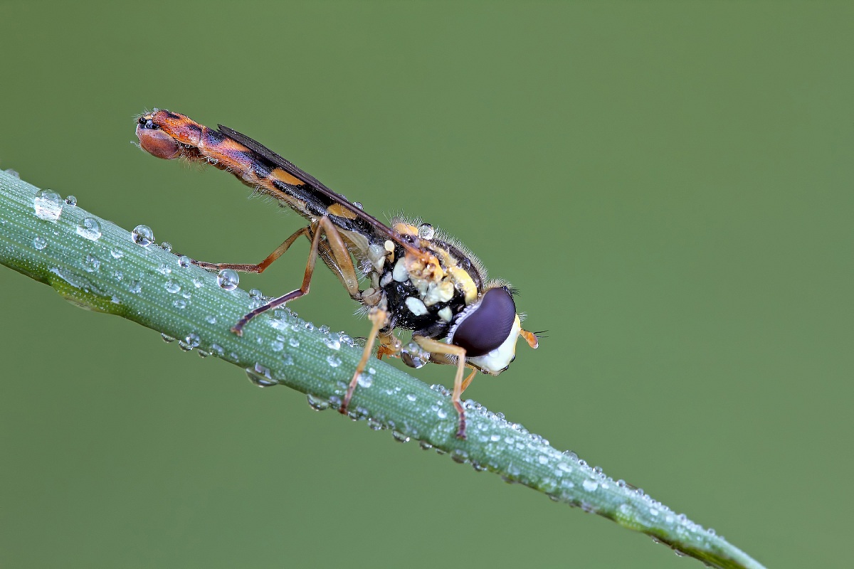 La Solita Simpaticona !
