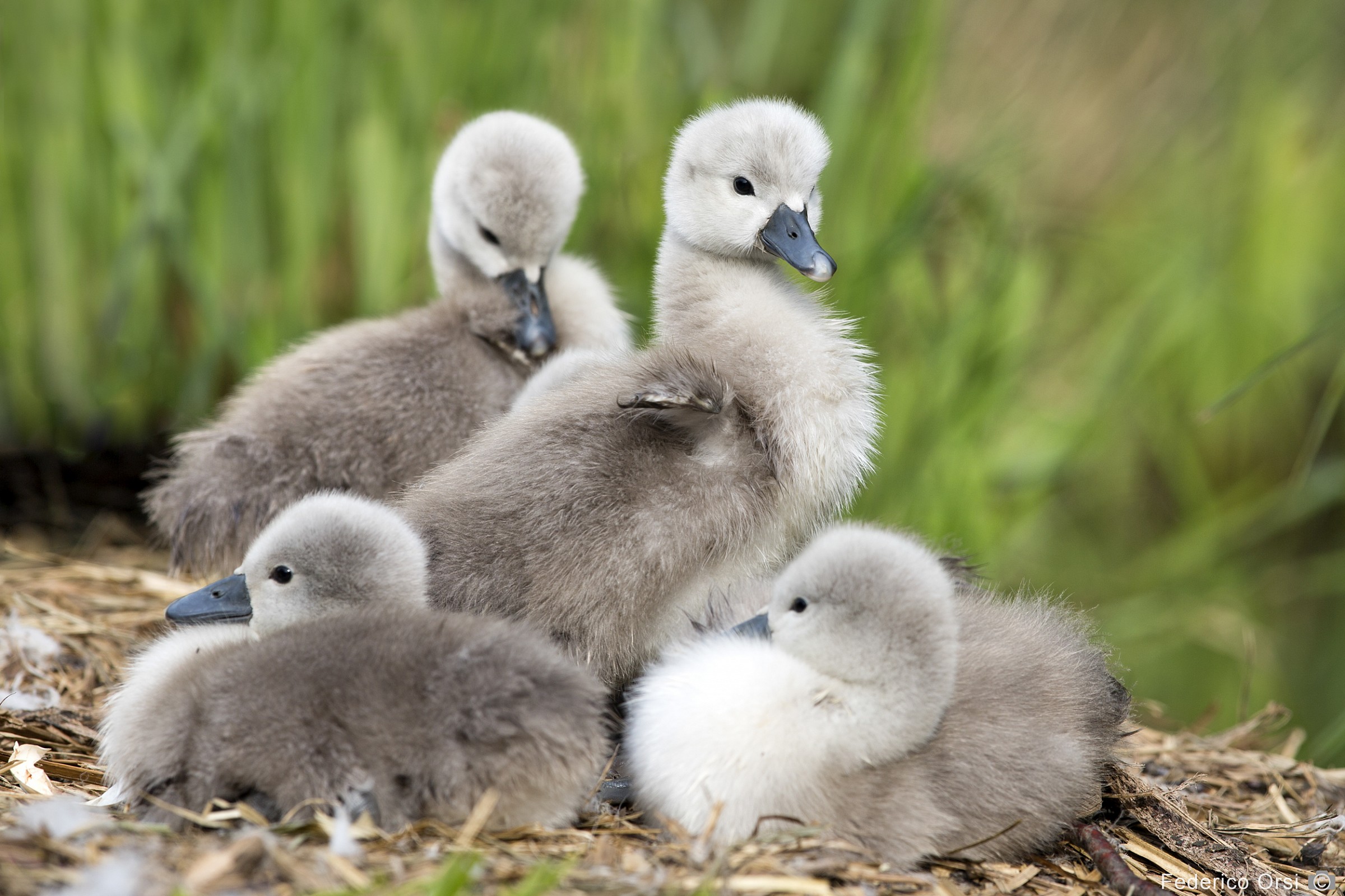 Piccoli Cigni