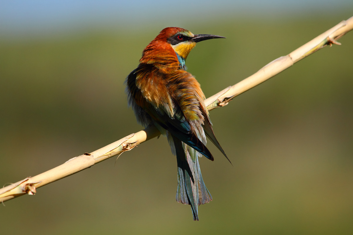 bee-eater