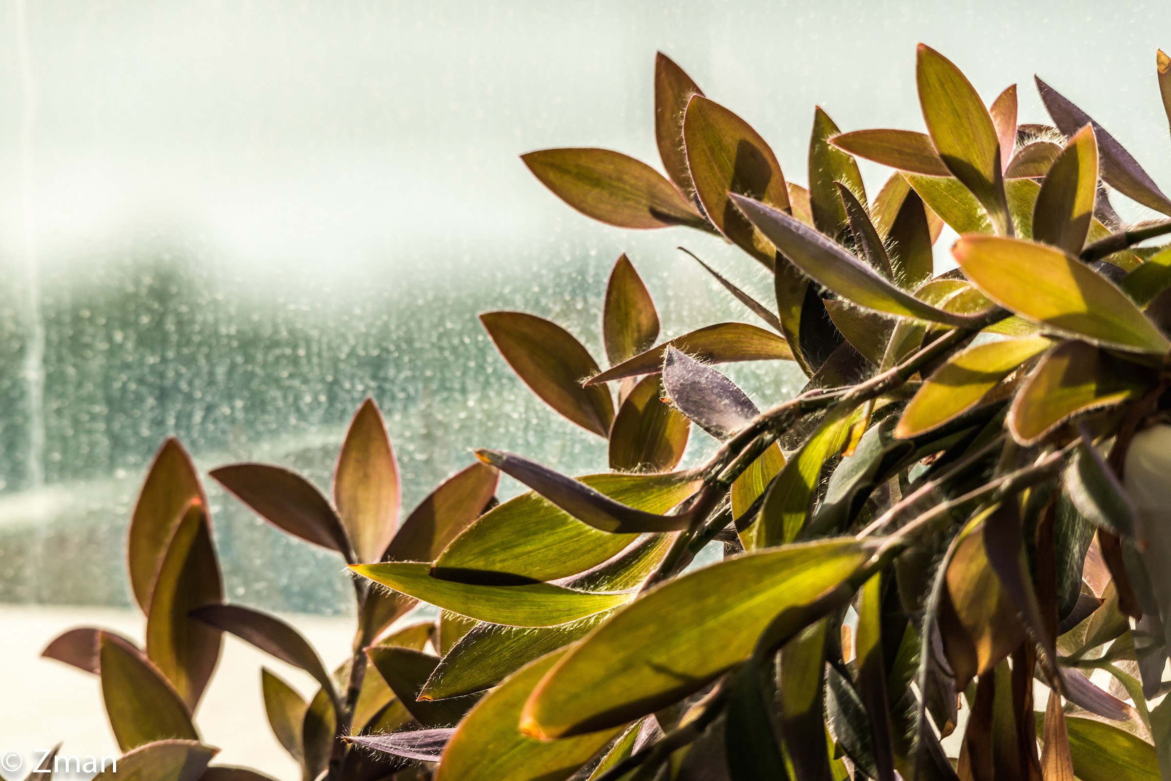 Testing My New 150-500 MM Sigma Lens