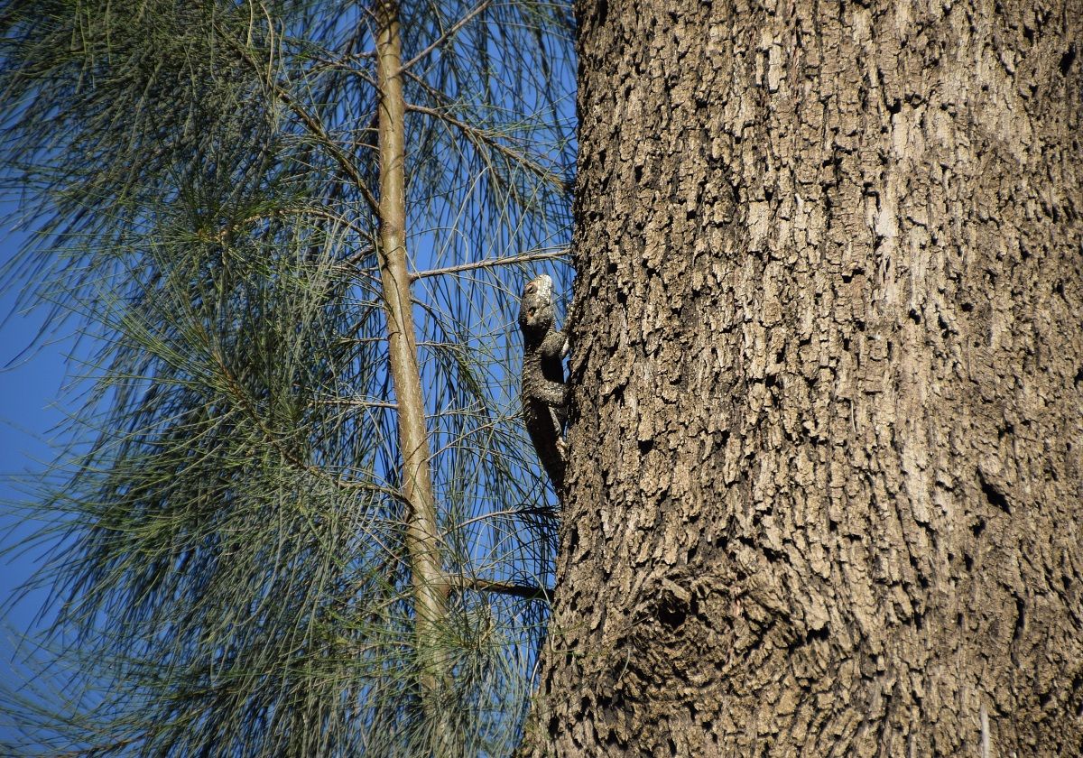 I remember one of the prehistory