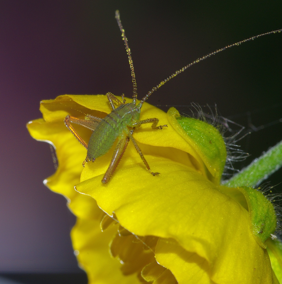 pollinator cricket ...
