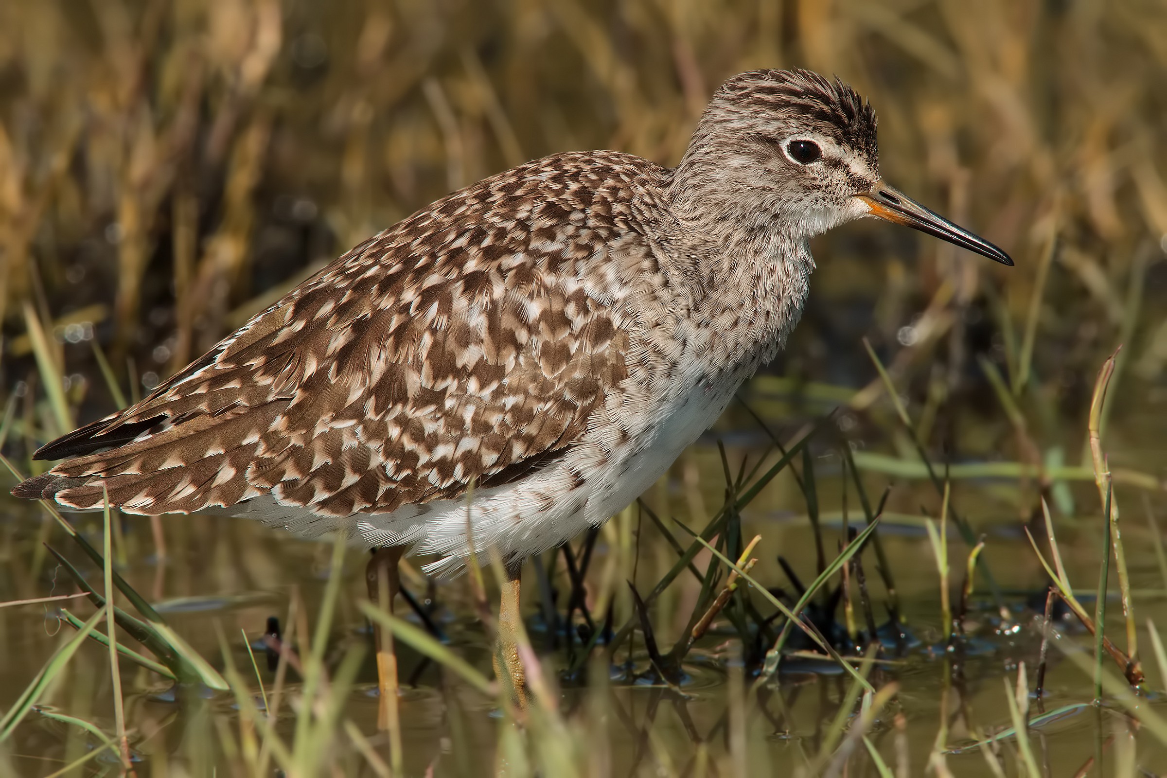 Piro piro Boschereccio #2