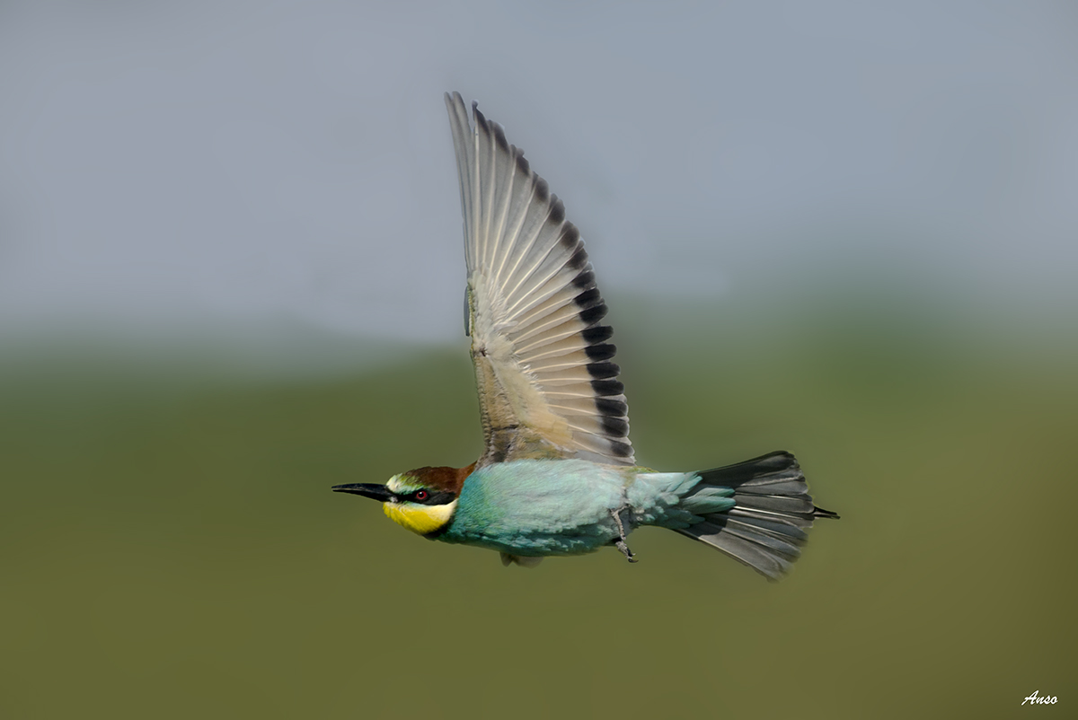 gruccione in cattura