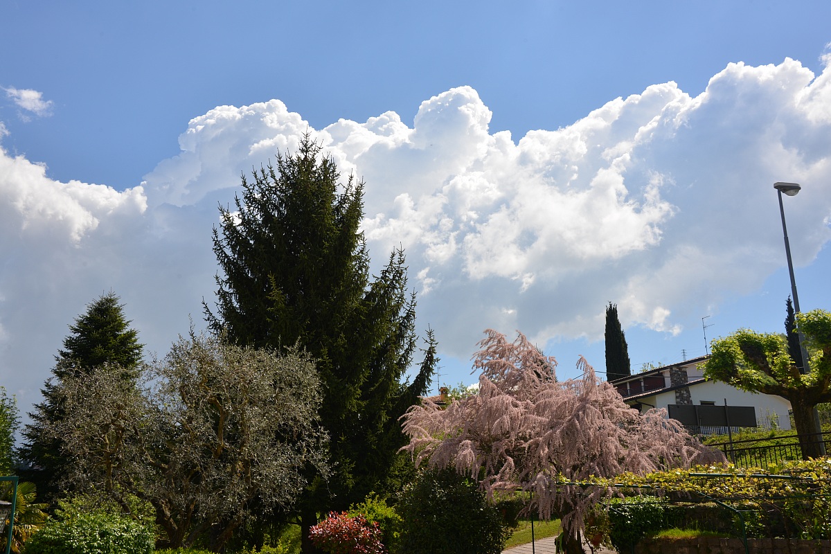 Piante fiorite e nuvole