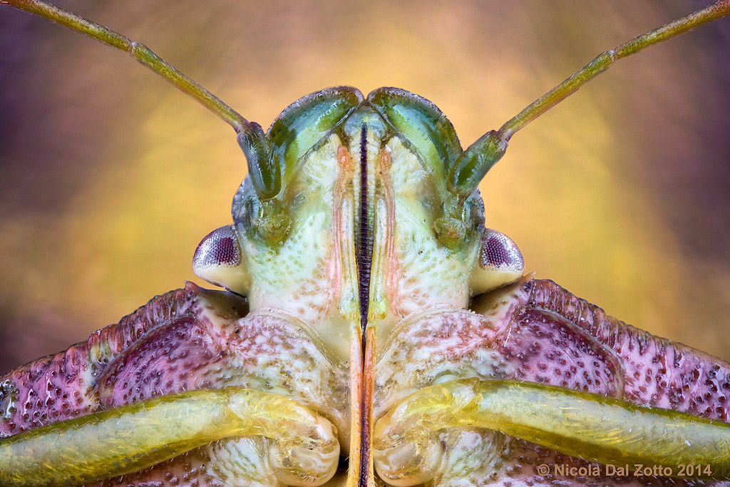 Palomena prasina (Linnaeus, 1761)