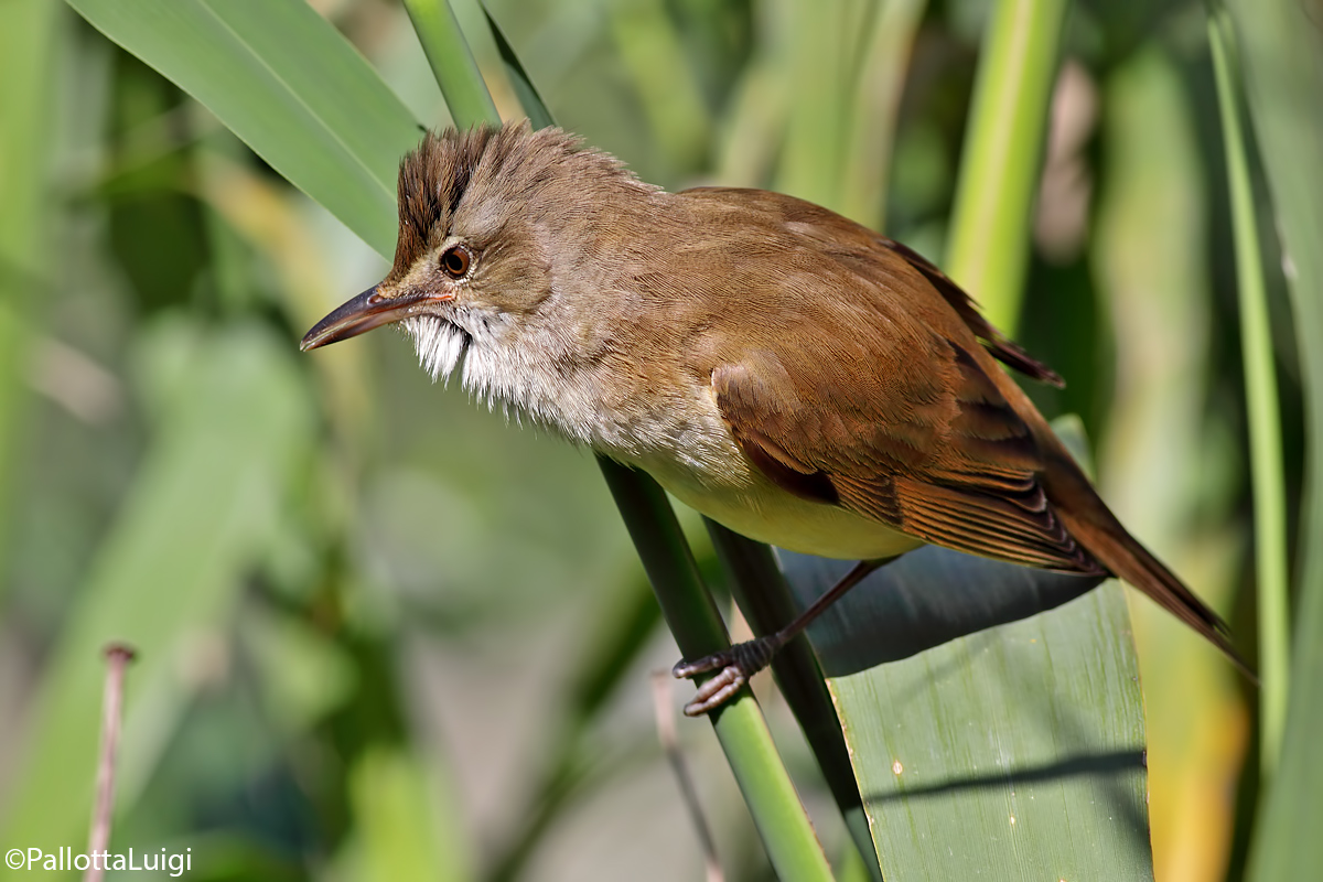 Cannareccione (Acrocepahlus arondinaceus)