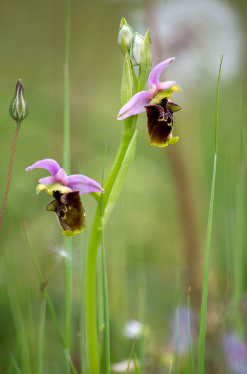 Ophrys holoserica