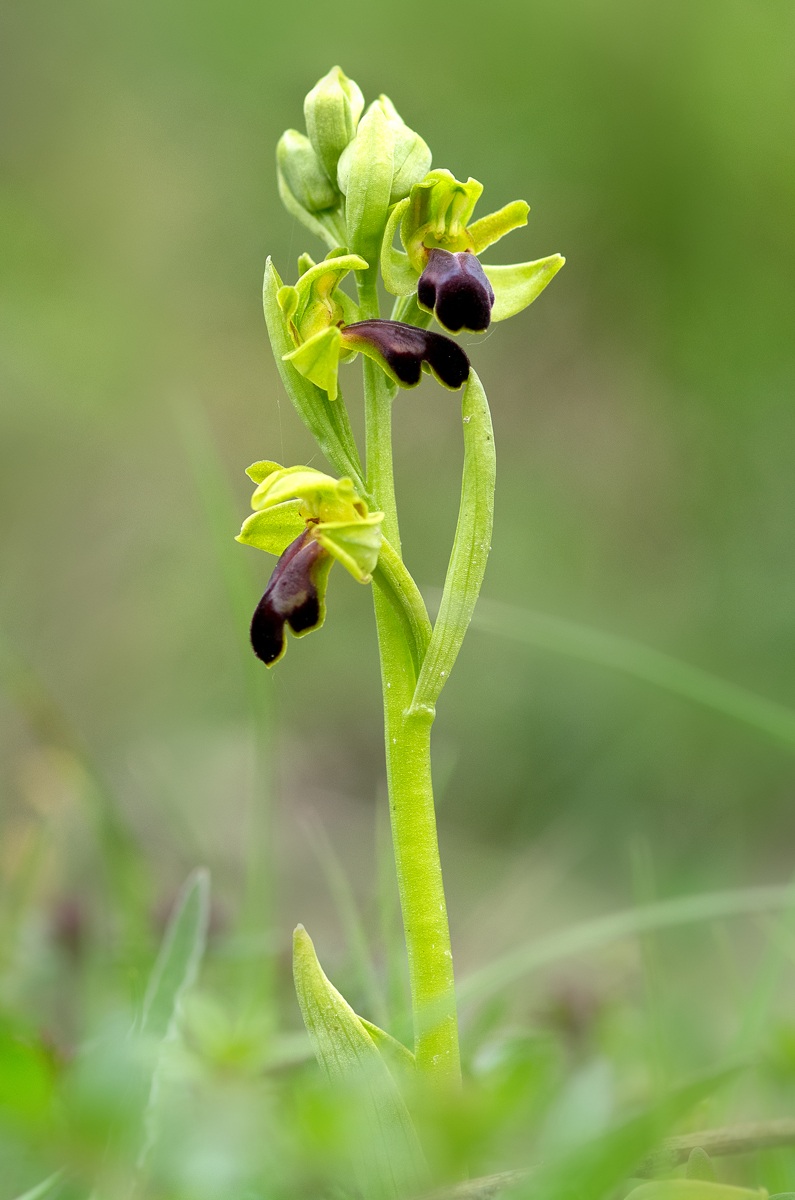 Ophrys fusca