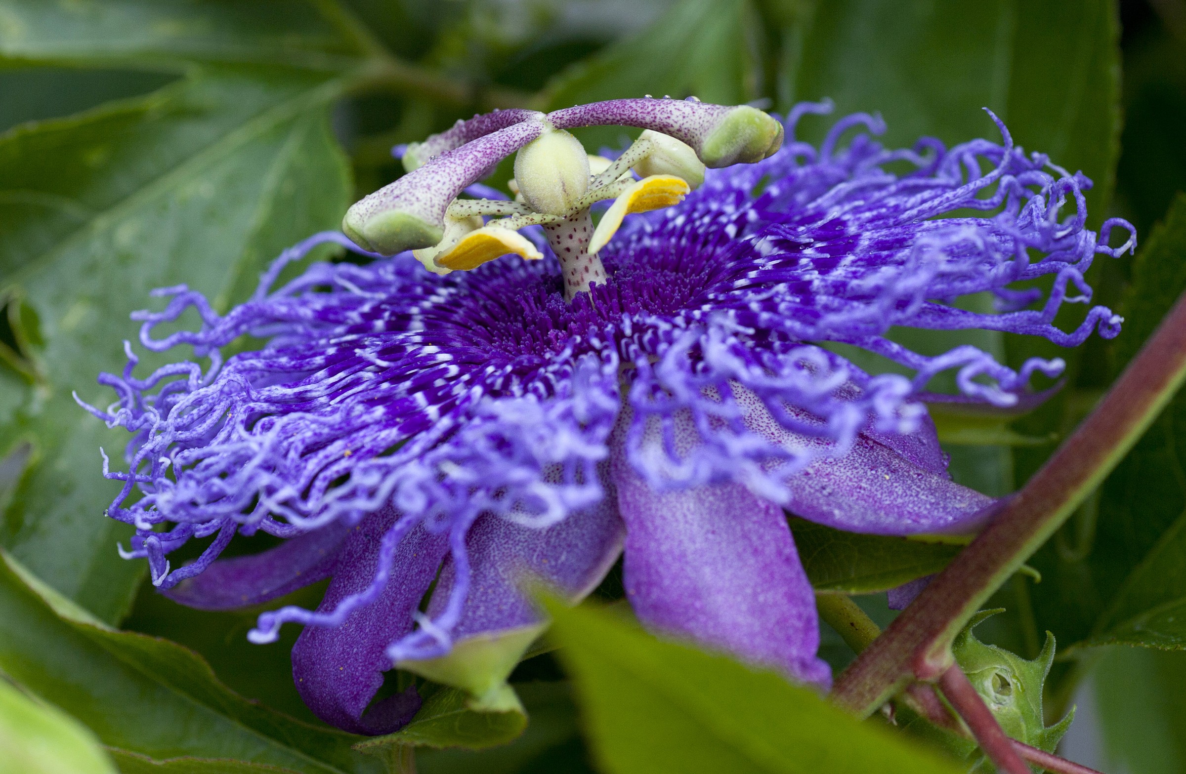 Passiflora
