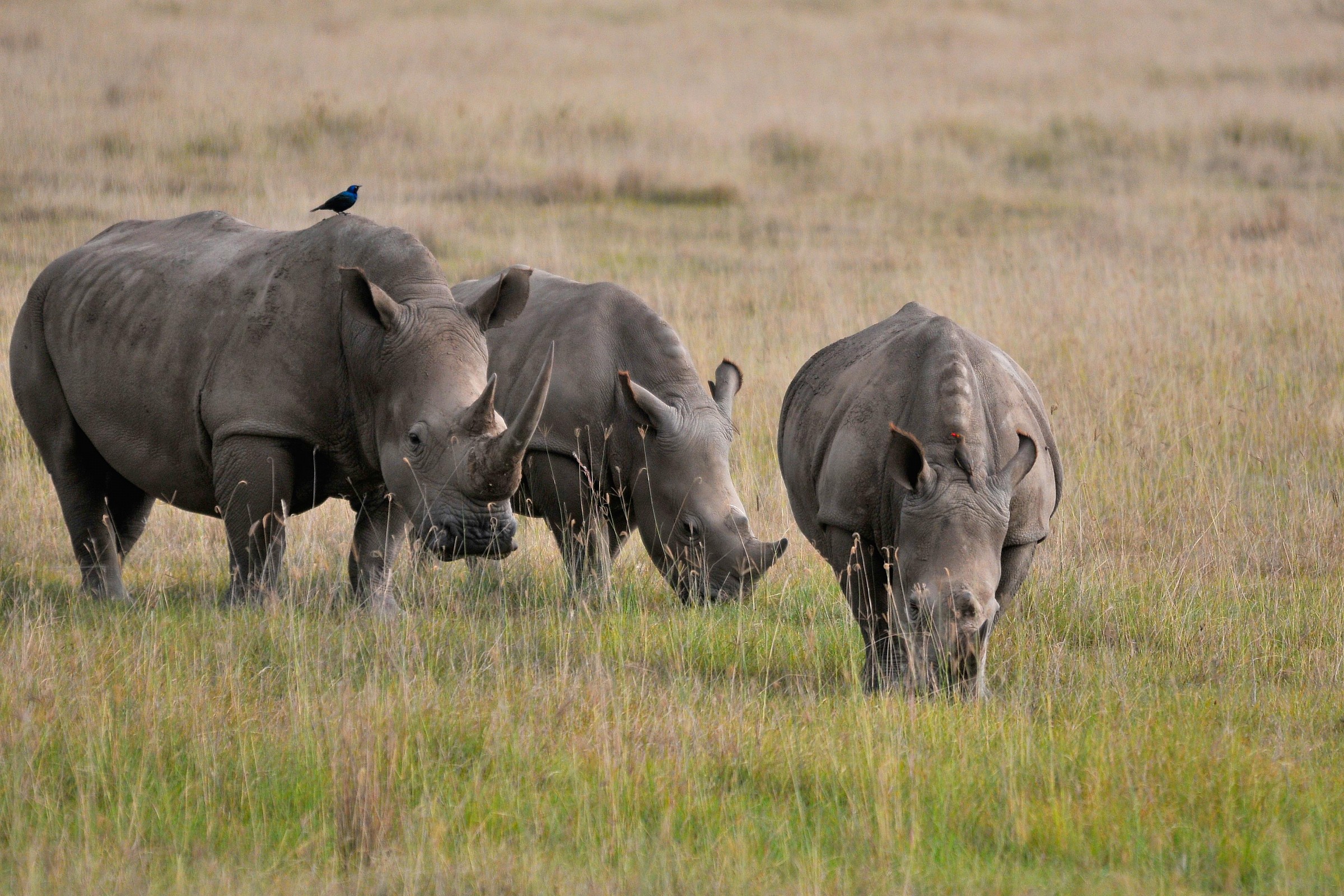 Famiglia a passeggio nel parco