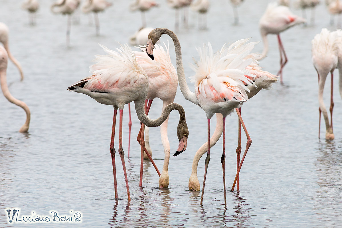 Flamingos