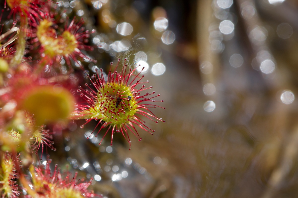 drosera rotundifolia