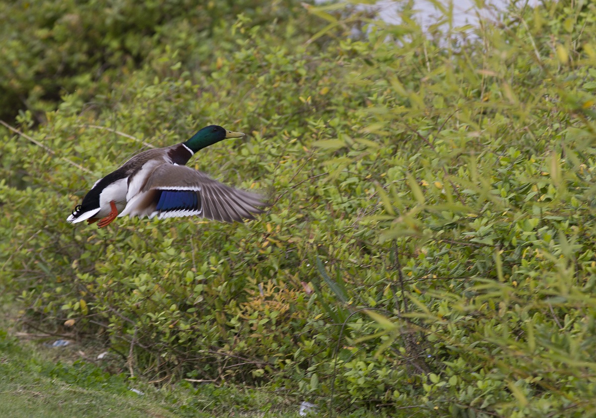 Flight Mallard
