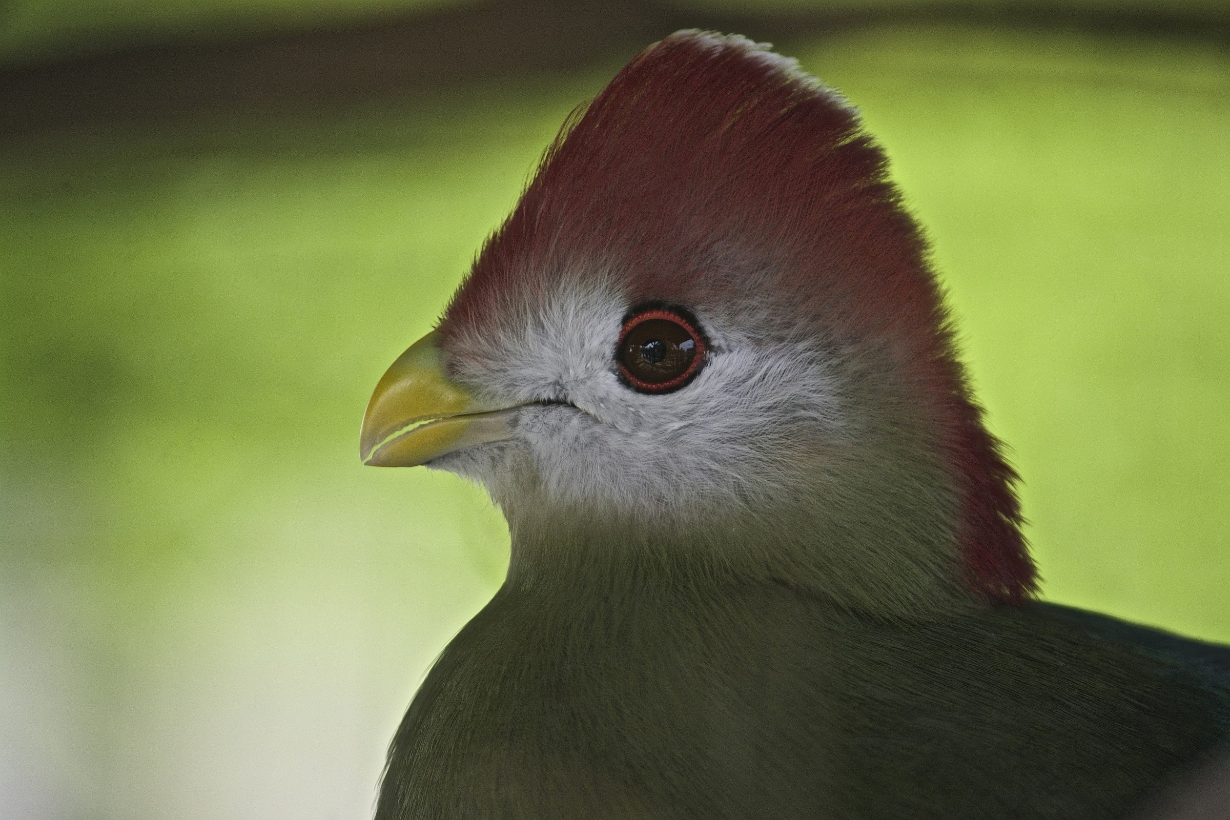 Turaco white head