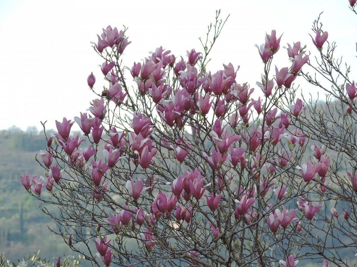 magnolia