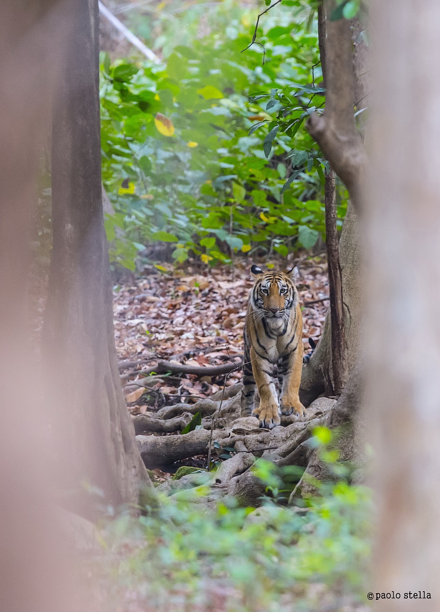 Andhiyari Jhiriya's tiger
