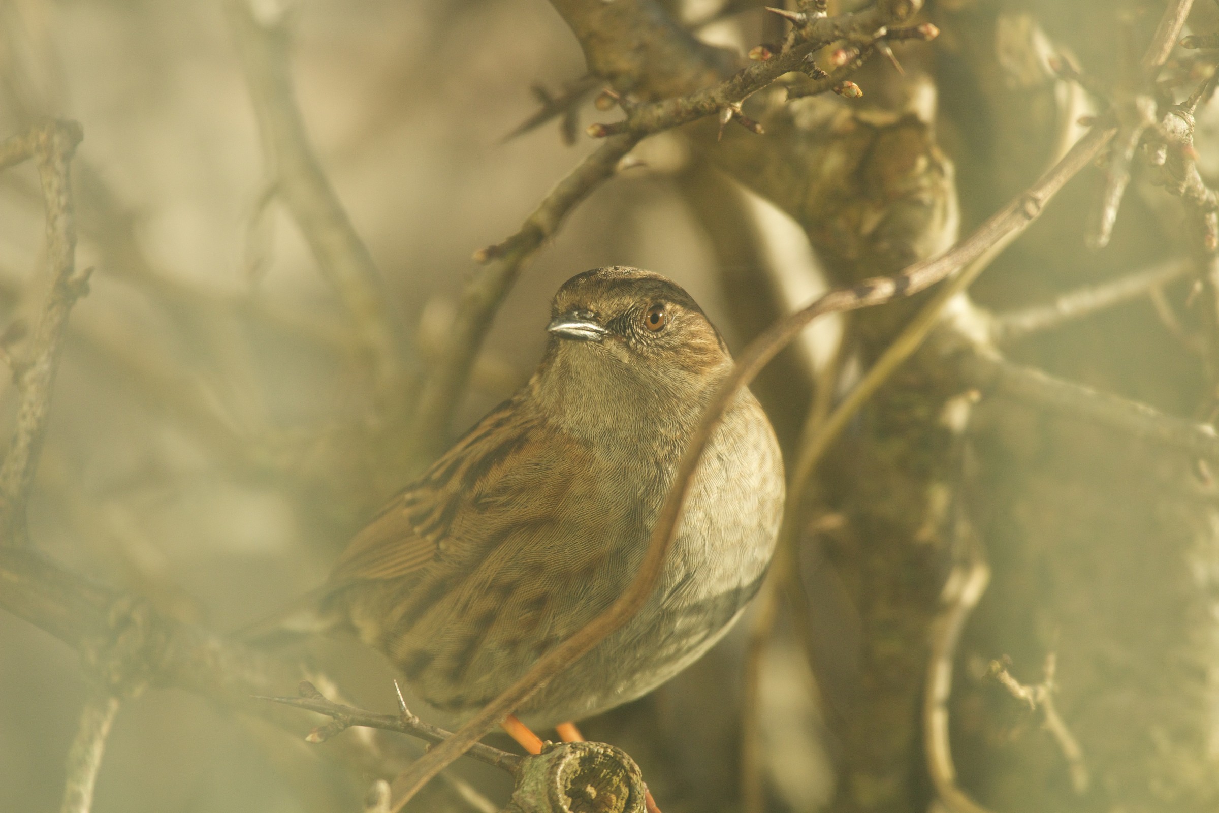 Dunnock