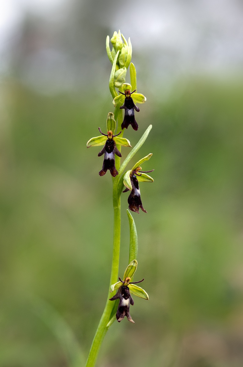 Ophrys insectifera