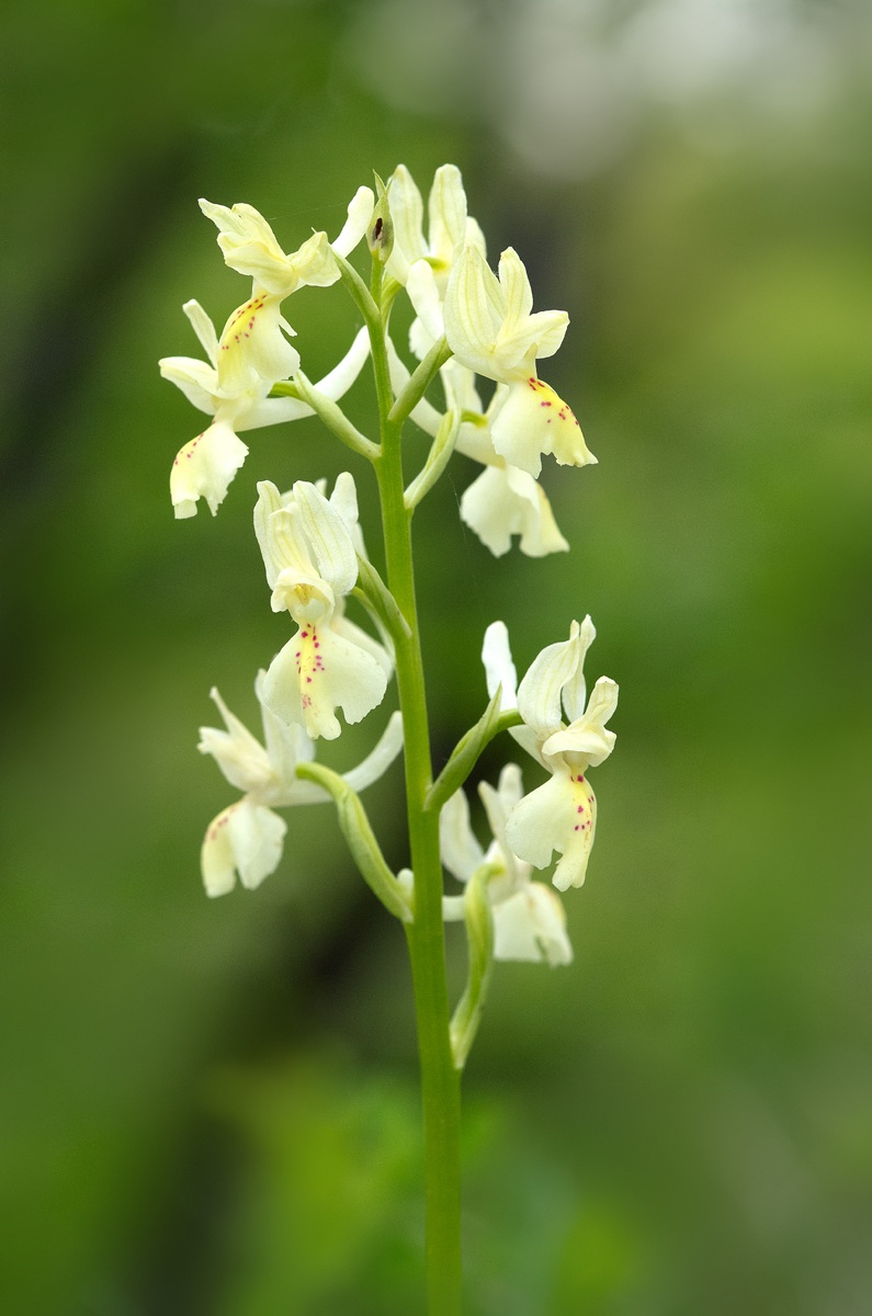 orchis Provincialis