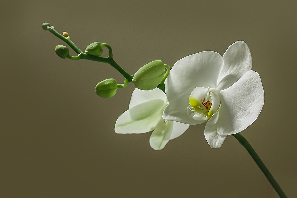 ORCHIrobertomarinIDEA