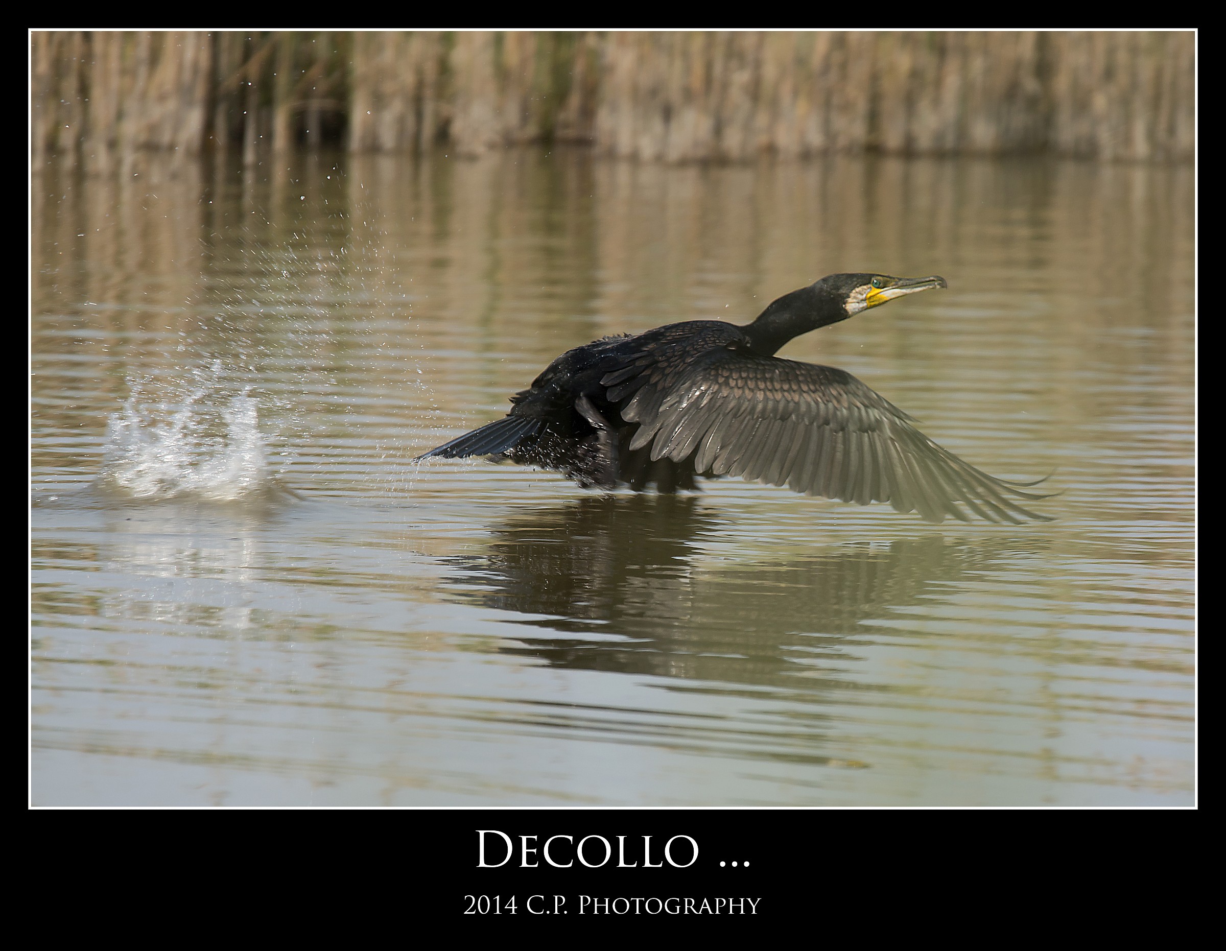 Cormorano in Decollo